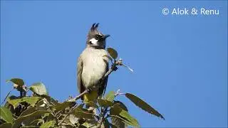 Himalayan Bulbul : singing : Amazing wildlife of India by Renu Tewari and Alok Tewari