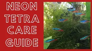 Neon Tetra Care Guide