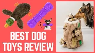 Best Dog Toys Review