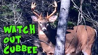Cubbee & Jethro Face Off With a Giant BUCK! - Oct 24, 2019