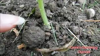 will a cucumber stem send off roots, can I bury the stem of my cucumber plants