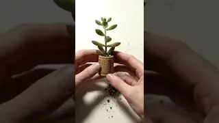 You Won't Believe This Fridge Magnet is a REAL Plant!
