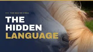 The Secrets of Horse Socialization