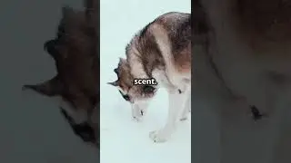 Part 2: A Husky&rsquo;s Instinct  #animals #husky #huskyadventure #petsrule #huskyadventures