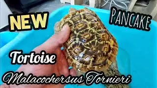 Pancake la tortuga mas r&aacute;pida tortoise Malacochersus tornieri