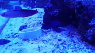 Mandarin Goby Eats Frozen Mysis