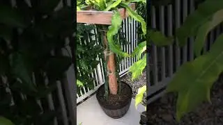 Zone 10B Backyard Garden May 2021 update