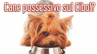 Il tuo Cane &egrave; possessivo con il Cibo? Ecco come risolvere il problema. - Addestramento Cani