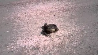 Scottish Toad Near Kilconquhar Loch East Neuk Of Fife Scotland