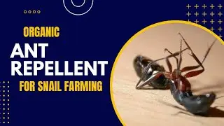 Discover the Ultimate Solution to Ant Invasion in Snail Farms!