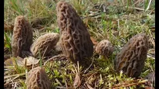 Colmenillas de alta montaña