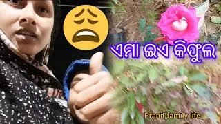 କିଫୁଲ ଟା ଯେ  : 🥰 : @ pranit family life #viralvideo #odiavlog #workshop #today #vlog  🙏🙏🙏