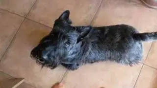 Scottish Terrier  Midas