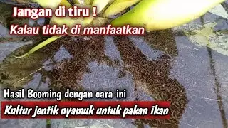 Jangan di tiru kalau tidak di manfaatkan~Kultur/ternak jentik nyamuk