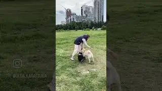 #дрессировкащенка #трюки #dog #дрессировка #dogfitness #shelty #fitness