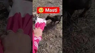 🥺 Masti 🥺 #india #ytshort #song #pets #music #shorts @sunilSulehra @MrBeast