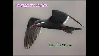 CHARRAN INCA