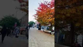 🍂 Autumn season what beauty #england #fall #autmn #colour #london #nature #short #walk #weather