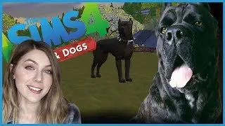 Creating My Dog In The Sims 4! | Cane Corso Love | Sims 4 Cats & Dogs