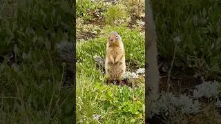 Marmot Moments at Sunshine Meadows, Banff   #marmots #Sunshinemeadows #banff
