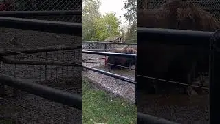 Musk Ox Charging!! Experience the Alaska Zoo upclose and personal! #reels #muskox #scary