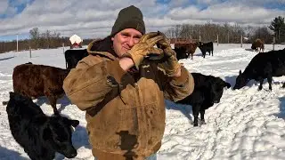 Hit by the Beer Truck & Cattle Questions