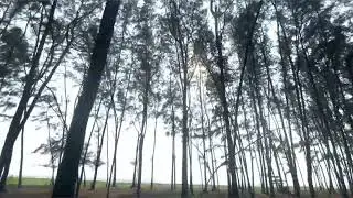 my tirur