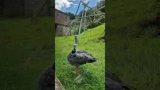 Southern screamer in Belfast Zoo, beautiful bird.