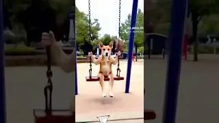 Mujhe kutta jhula jhulne nahi de raha 😂😂 #funny #samarthsingh007 #dog