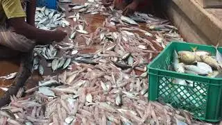 Saudi Arabia net fishing catch squid in kadal ROCKERS