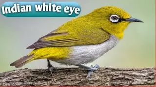 #The Indian white-eye#Zosterops palpebrosus#Feding on nectar#A passerine bird#ornithology#students