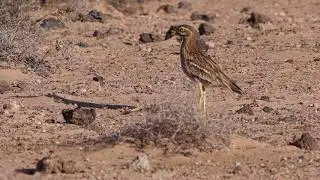 Burhinus oedicnemus (insularum)
