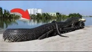 Easy Snake Trap   Build Deep Hole Underground Python Trap Using Big Basket