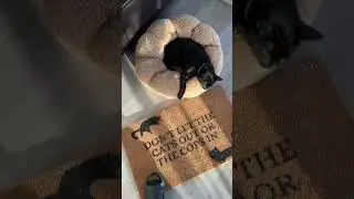 Don&rsquo;t let the cops in&hellip; #blackcats #voidcat