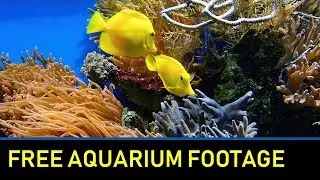 AQUARIUM STOCK FOOTAGE - ROYALTY FREE VIDEOS / FREE STOCK FOOTAGE / UNDERWATER / FISH / AQUARIUM