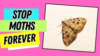 How to Identify Moths & Remove Them Safely & Naturally 🦋