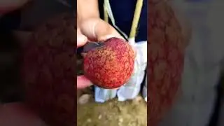 awesome lychee cutting||satisfying lychee cutting #shorts