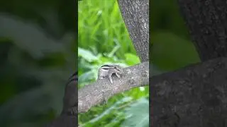 Sony Alpha 6100 camera ultra zoom 😱 Best video quality camera 💫#photography #nature #camera #shorts