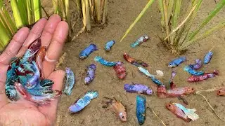 Unbelievable Unique Catching a lot Crowntail Betta Half Sun Spadetail Betta Fish | Top 5 Videos