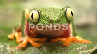 000702607 leaf frog hylomantis hulli