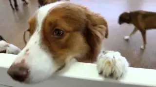 D Pet Hotels Scottsdale