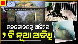 ନନ୍ଦନକାନନ ପ୍ରାଣୀ ଉଦ୍ୟାନକୁ ଆସିଲେ ୪ ନୂଆ ଅତିଥି | four new guests arrive at nandankanan zoo
