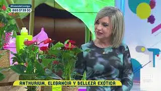 La planta del día: Anthurium | Estando Contigo