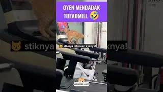 Oyen mendadak treadmill 🤣#kucinglucu #kucingmeongmeong #funnycats #cutecat #catmemes
