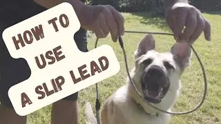 How to use a slip lead in dog training