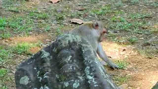 A hungry little monkey was attack by the red ant/ Life Angkor Monkey.