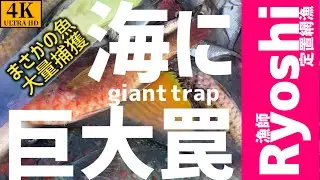 【漁師動画】海に巨大罠を仕掛けたら、〇〇が大量に獲れた#漁師 #大漁