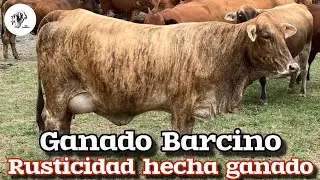 Raza Barcina: El ganado hecho rusticidad ( Caracter&iacute;sticas y productividad) 