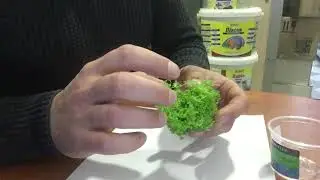 Аквариумное растение Микрантемум &laquo;Монте Карло&raquo; (Micranthemum sp. Monte Carlo 3) в питательном геле