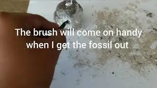 Fossil exploration coprolite